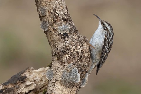 Short-toed treecreeper (Certhia brachydactyla) foraging, Austria, Upper Austria, Europe