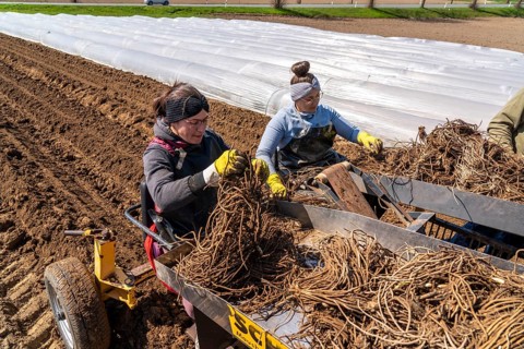 Asparagus farm, asparagus plant, planted in a field, with a planting machine, after a good year the