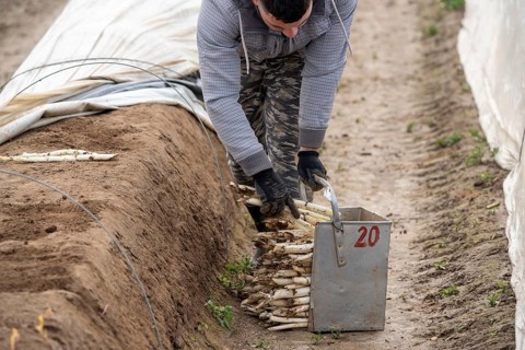Asparagus harvest in the Rhineland, asparagus pickers at work in an asparagus field covered with