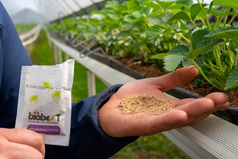 Biological pest control by beneficial, predatory mites or parasitic wasps, against e.g. spider