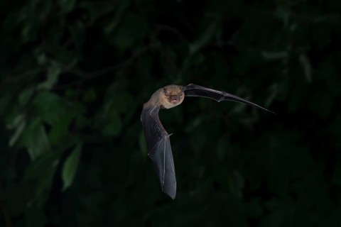 Common pipistrelle (Pipistrellus pipistrellus) hunting insects in front of deciduous forest,