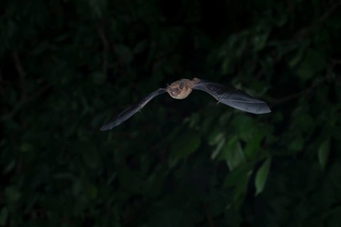 Common pipistrelle (Pipistrellus pipistrellus) hunting insects in front of deciduous forest,