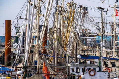 Fishing boats, shrimp boats in the harbour of Norddeich, Lower Saxony, Germany, Europe