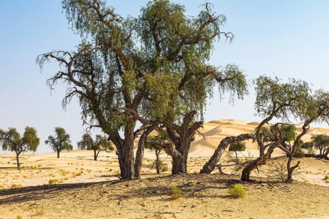 Trees with gnarled bark in a sandy plain of the Rub al Khali desert, Dhofar province, Arabian