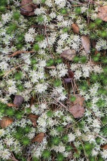 Peat moss (Sphagnum) between common sphagnum moss (Polytrichum commune), Emsland, Lower Saxony,