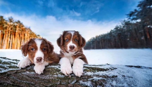 KI generated, dog, dogs, puppy, one, two, three, play, snow, winter, autumn leaves, blue sky,