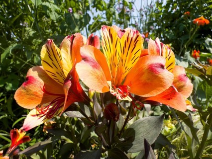 Peruvian lily, Peruvian lily (Alstroemeria aurea)