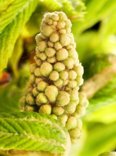Chestnut, common horse-chestnut (Aesculus hippocastanum), young inflorescence, flower buds, fine