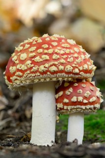 Fly agarics (Amanita muscaria), small and large fruiting body, North Rhine-Westphalia, Germany,