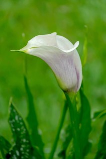 Flower of a arum lily (Zantedeschia), North Rhine-Westphalia, Germany, Europe