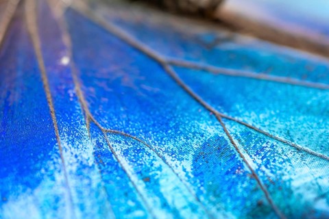 Detail of the butterfly wing of a Morpho helenor, Anaxibia morpho butterfly, Alajuela province,