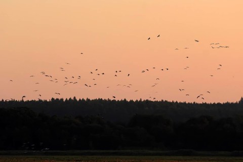 Evening sky at the Baltic Sea near Peenemünde, cranes, September, Mecklenburg-Western Pomerania,