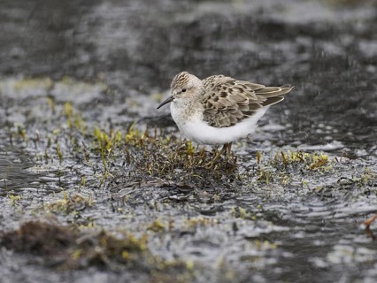 Temminck's Stint (Calidris temminckii), resting in marshland, June, Finnmark, Norway, Europe