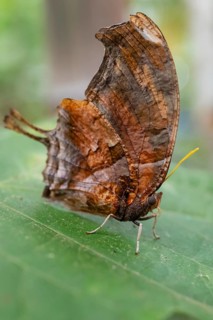 Tiger leaf butterfly (Consul fabius cecrops), brown butterfly sitting on a leaf, Alajuela province,