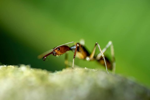 Snapping pine ant (Odontomachus sp.1) sitting on a leaf at night, at night in the tropical