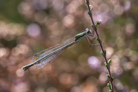 Emerald Damselfly (Lestes viridis), Emsland, Lower Saxony, Germany, Europe