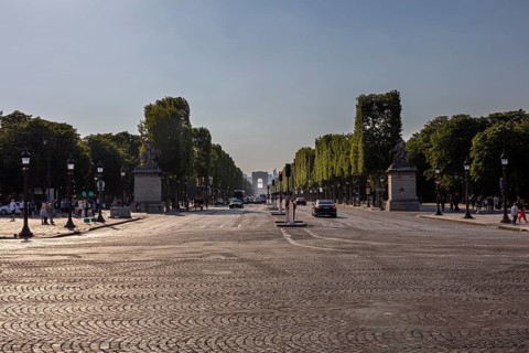Sweeping avenue with tall trees in the soft morning light, Paris