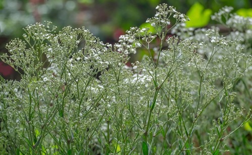 Panicled gypsophila (Gypsophila paniculata), North Rhine-Westphalia, Germany, Europe
