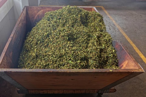 A wooden container full of fresh, green tea leaves in an interior, tea cultivation and production