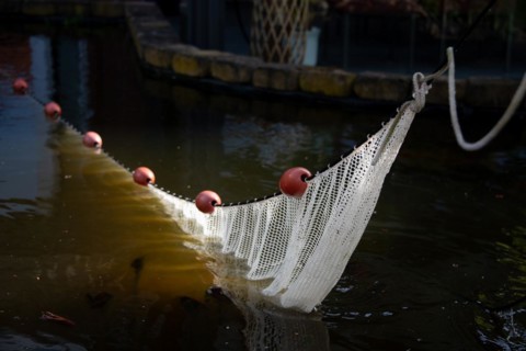 A fishing net half submerged in the water, held by red buoys, Germany, Europe