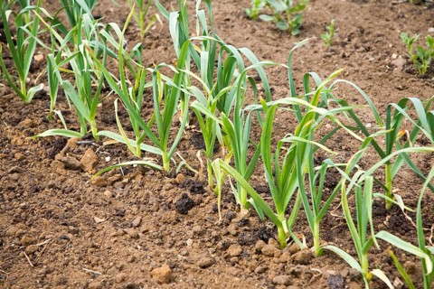 Garlic plants growing in allotment garden, Shottisham, Suffolk, England, United Kingdom, Europe