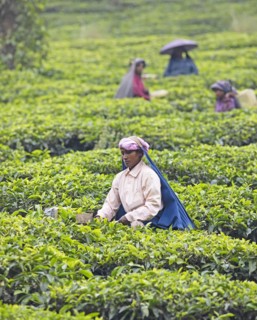 Indian tea picker on a tea plantation, Thekkady, Kerala, India, Asia