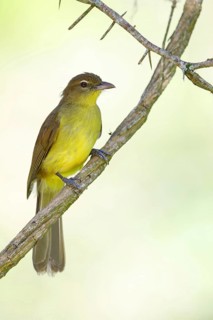 Yellow-bellied greenbul (Chlorocichla flaviventris), Mkuze Game Reserve, Mkuze, KwaZulu-Natal,