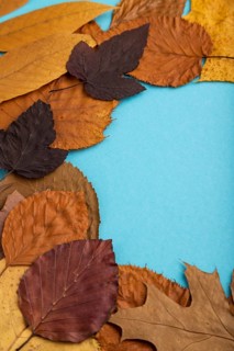 Composition with yellow and brown autumn leaves on blue pastel background. side view, still life,