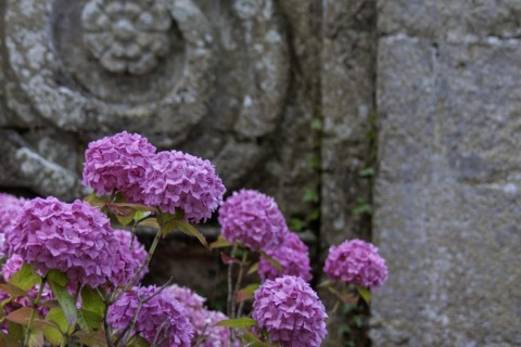 Pink hydrangea in front of a historic building, Abbaye de Beauport, Brittany, France, Europe