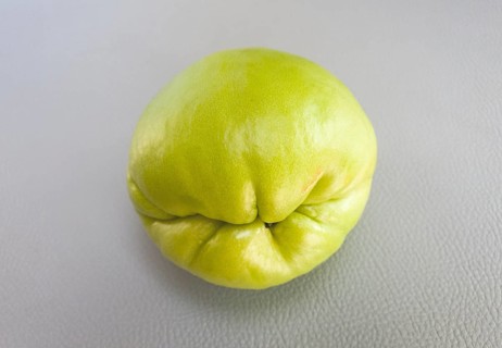 Close-up of a single green chuchu on a grey background, chayote, vegetables, Algarve, Portugal,