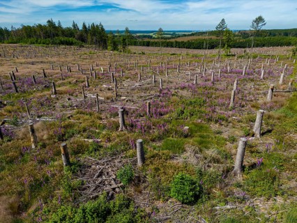 Cleared forest in the Eggegebirge, near Lichtenau, Paderborn district, site of a spruce forest that