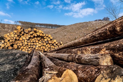 Cleared forest area north of the village of Öventrop, district of Arnsberg, dead spruce stands were