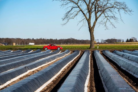 Agriculture on the Lower Rhine, early season, asparagus cultivation in spring, under plastic