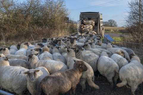 Black-headed domestic sheep (Ovis gmelini aries) being loaded onto a double-decker cattle trailer,
