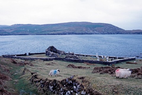 Church ruins, cemetery, sheep, Dursey Island, Beara Peninsula, County Cork, Republic of Ireland,