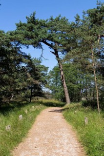 Circular hiking trail, trees, pines, Darßer Ort, Born a. Darß, Mecklenburg-Vorpommern, Germany,
