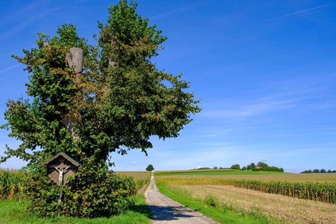 Christuslinde, tree of Schönau near Tuntenhausen, Upper Bavaria, Bavaria, Germany, Europe