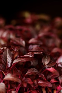 Closeup view of leaves of sprouted amaranth seeds, photo with shallow depth of field