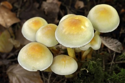Sulphur tuft (Hypholoma fasciculare), North Rhine-Westphalia, Germany, Europe