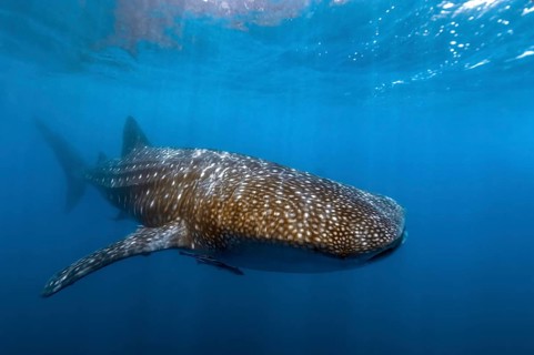 Whale shark (Rhincodon typus) swims close to the sea surface Water surface Waves, Pacific,