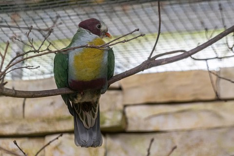 Yellow-breasted Fruit Dove (Ptilinopus occipitalis), Walsrode Bird Park, Lower Saxony, Germany,