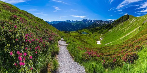 Alpine rose blossom, panorama from the Fellhorn over the Schlappoldsee and mountain station of the