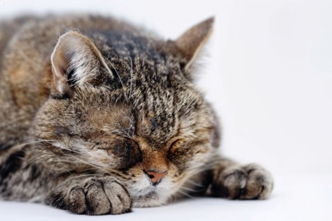 Old tired cat sleeping in front of white background. KI generiert, generiert, AI generated