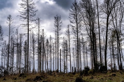 Dead spruce trees, broken by wind, lying in disarray, forest dieback in the Arnsberg Forest nature