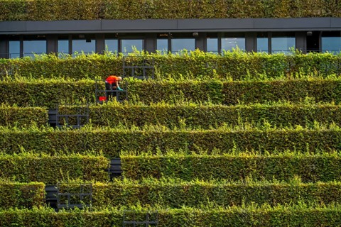 Green façade, made of over 30, 000 hornbeams forming a hedge a good 8 kilometres long, on the roof