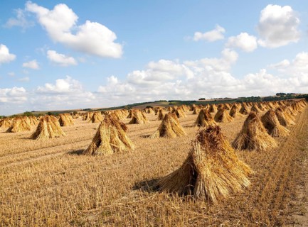 Wheat stooks harvested for thatching standing drying in a field after harvesting, Marden,