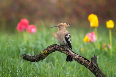 Hoopoe (Upupa epops) Courting, Bird of the Year 2022, early bloomer, summer meadow, sunrise, flower