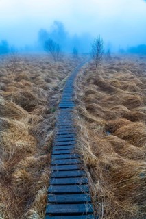 The High Fens nature park Park, in the German-Belgian border region near Eupen, winter, fog, wooden