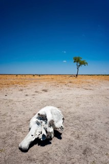 Elephant skull (Loxodonta africana), skull, skeleton, death, poacher, landscape, steppe, aridity,