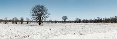 Bizarre landscape in a salt pan, drought, heat, global warming, tree, dead, drought, desert,